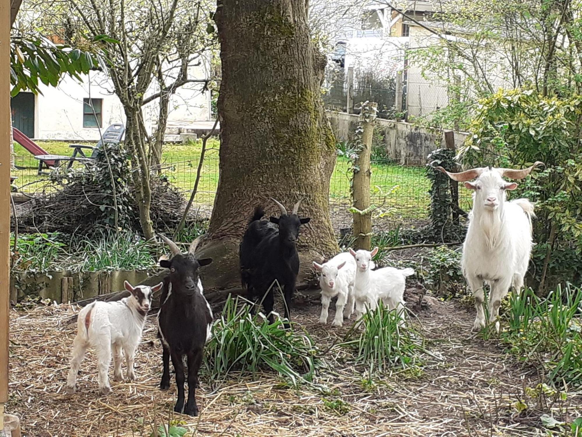 Gîte Cérans-Foulletourte-Cérans, 2 pièces, 6 personnes - FR-1-410-258 Extérieur photo